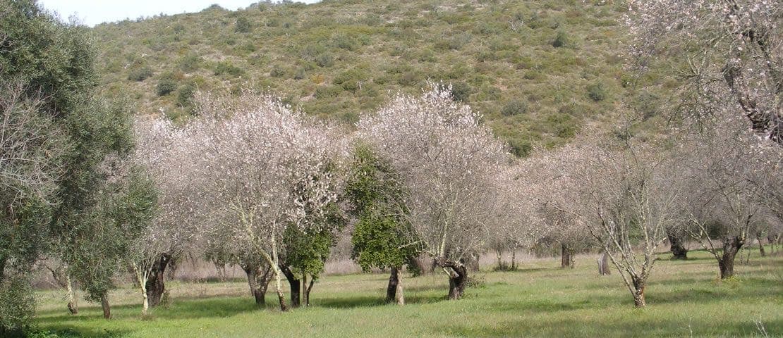 La Magie des Amandiers en Fleurs