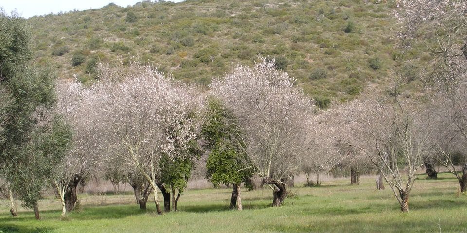 Amendoeiras em flor